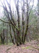 3.24.06 Dog Mountain 051 